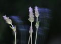 Perfume de lavanda