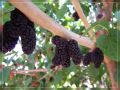 Moras