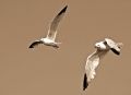 Gaviotas