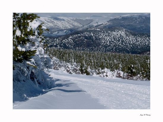 "`Pinos en invierno`" de Jorge A. Cceres