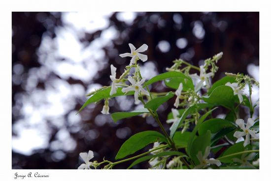 "`jazmines en el cielo...l `" de Jorge A. Cceres