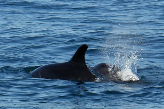 "delfines mulares" de Marcelino Alonso