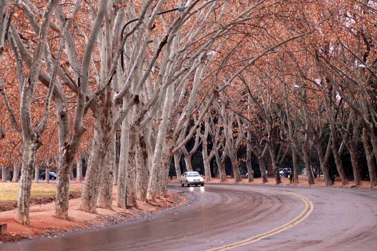 "otoo en mendoza" de Carlo Legnazzi