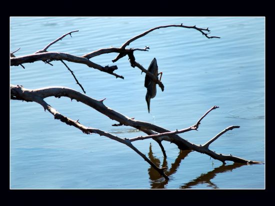 "Fishing" de Carlo Legnazzi