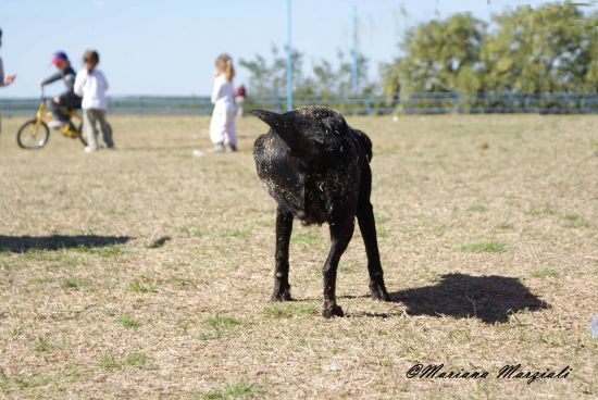 "Es un  perro????" de Mariana Marziali