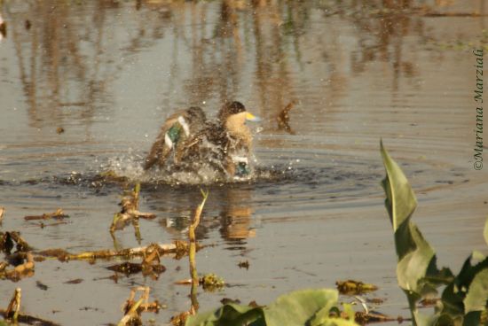 "Al agua Pato!!!" de Mariana Marziali