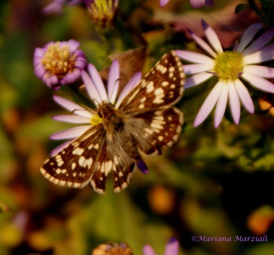 "Mariposa" de Mariana Marziali