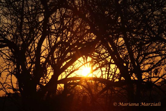 "Abrazando el sol" de Mariana Marziali