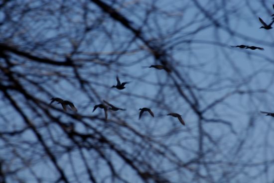 "Volando" de Mariana Marziali