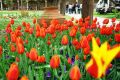 tulipanes para Mariana Marziali