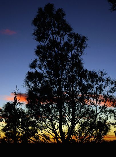 "`Arbol en la tarde`" de Jorge A. Cceres