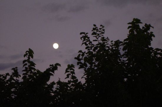 "Amanecer entre moras" de Csar Manrique