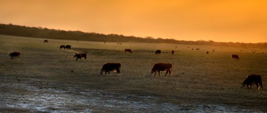 "`campo l`" de Jorge A. Cceres