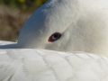 mirada pato