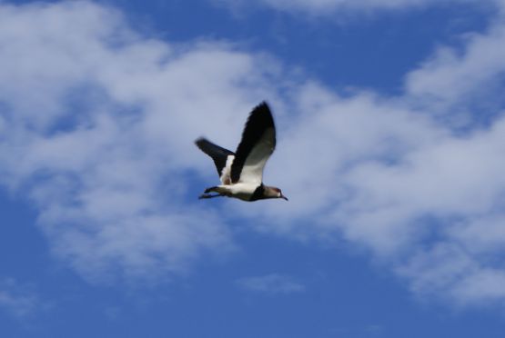 "En pleno vuelo" de Mariana Marziali