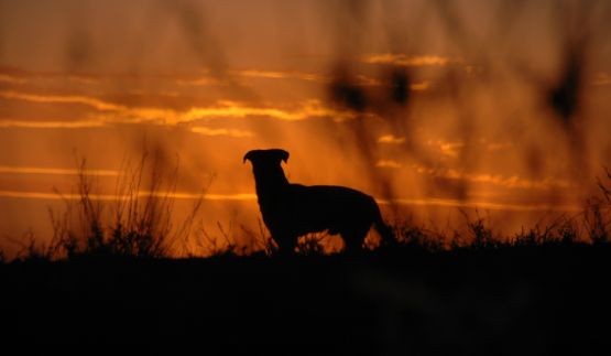 "` Atardecer canino`" de Jorge A. Cceres