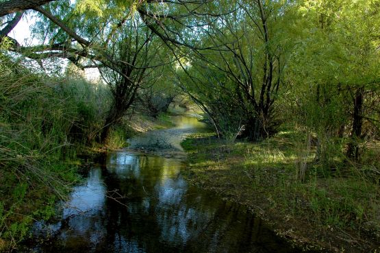 "` Arroyito Verde`" de Jorge A. Cceres