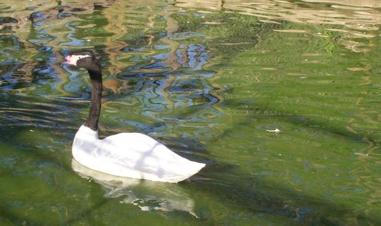 "otro cisne" de Silvina Romero