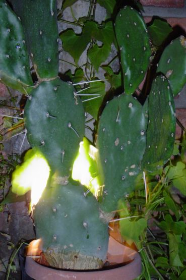 "cactus" de Csar Manrique