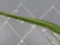 lagrimas de lluvia