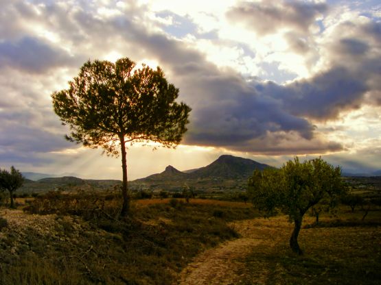 "La fbula del pino y el olivo" de Francisco Jos Cerd Ortiz