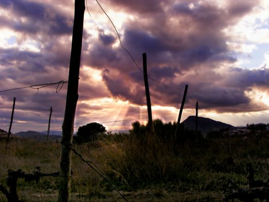 "Palos para parras" de Francisco Jos Cerd Ortiz