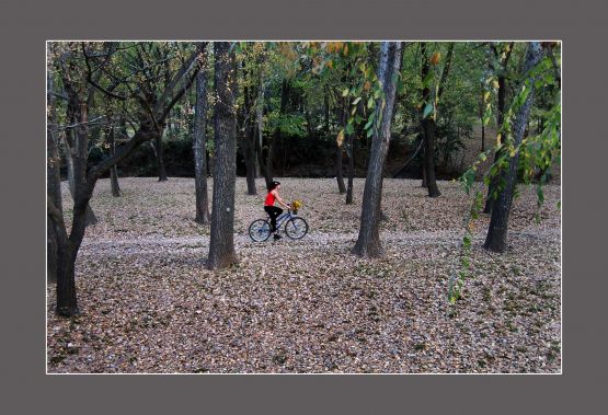 "Un paseo por el bosque" de Carlo Legnazzi