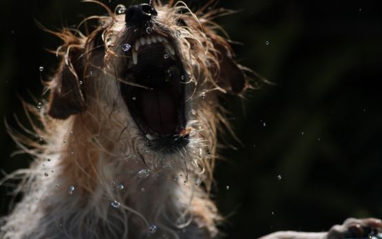 "El perro contra el agua!!" de Julio Ciriaco