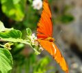 mariposa naranja