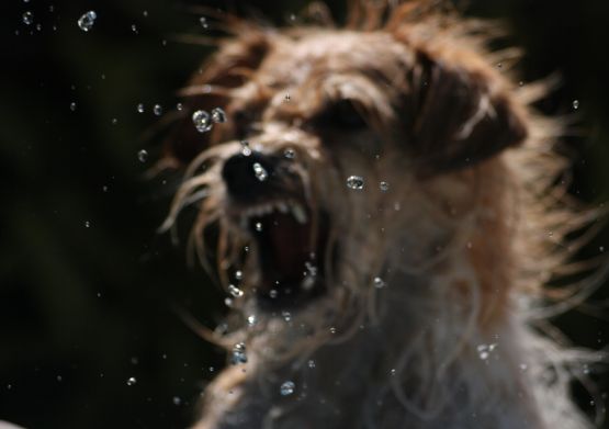 "El perro y el agua" de Julio Ciriaco