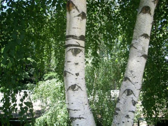 "Arboles curiosos." de Ana Llaneras.