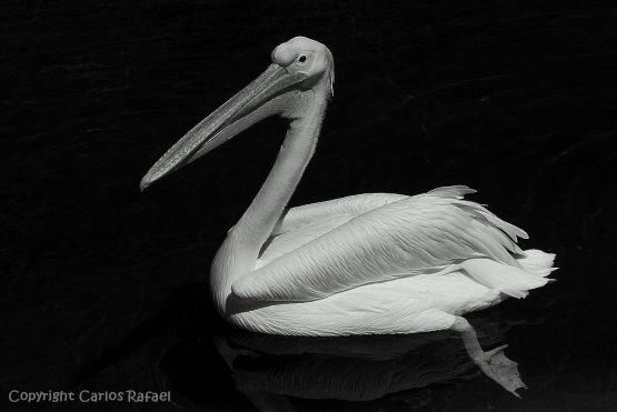"Pelican" de Carlos Rafael