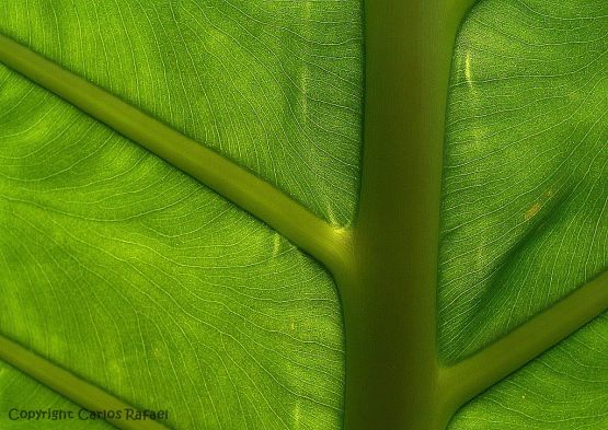 "Verde con Nervio" de Carlos Rafael