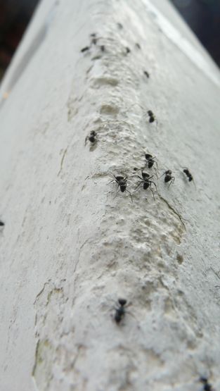 "Caminito dxe hormigas..." de David Marcelo Finzi