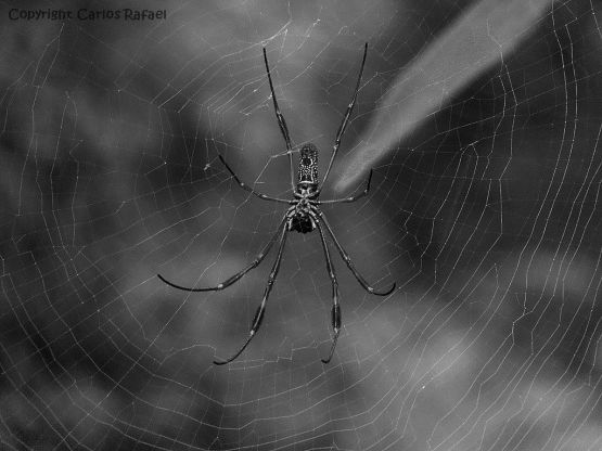 "La Seorita Spider" de Carlos Rafael