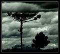 araucaria y nubes