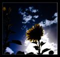 girasoles a contraluz