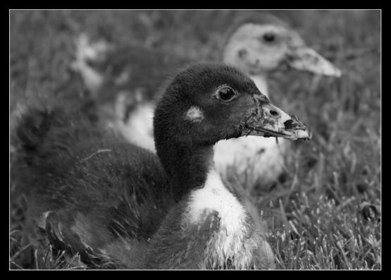 "2 patitos" de Pablo Kirilovsky