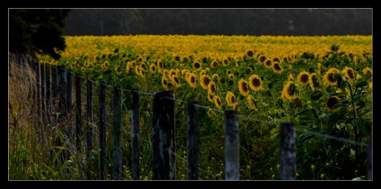 "girasoles" de Pablo Kirilovsky