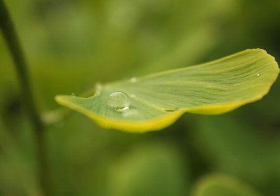 "Ginko despus de la lluvia" de Carmen Nievas