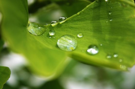 "Ginko despus de la lluvia I" de Carmen Nievas