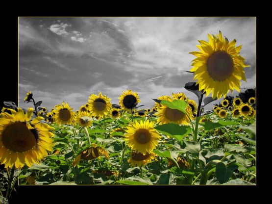 "Tiempo de girasoles" de Ricardo Baigorria