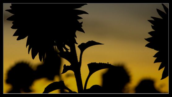 "mas girasoles" de Pablo Kirilovsky