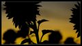 mas girasoles