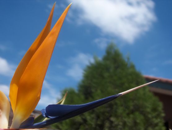 "Flor de Pajaro!" de Angeles Merchan