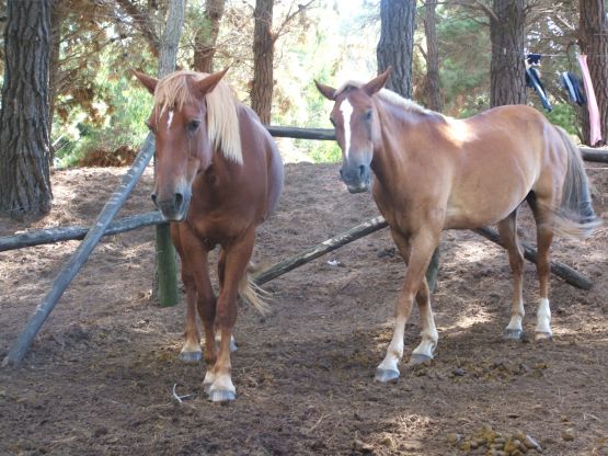 "pareja" de Ana Clara Zuain Molinari