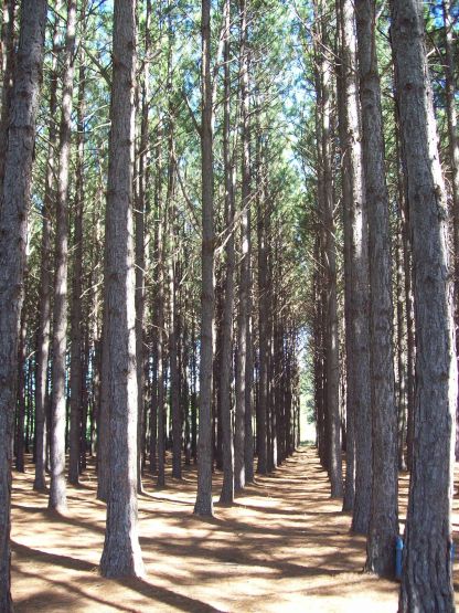 "Camino de pinos" de Viviana Cerbino