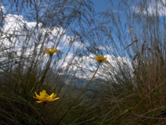 "Florecitas!" de Angeles Merchan