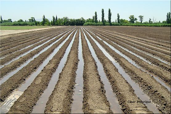 "Germinando" de Csar Manrique