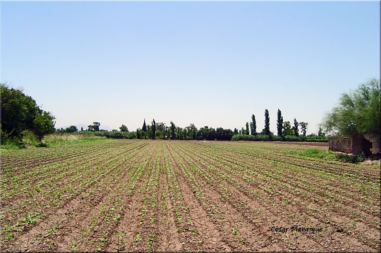 "Frutos de Gerninacin" de Csar Manrique